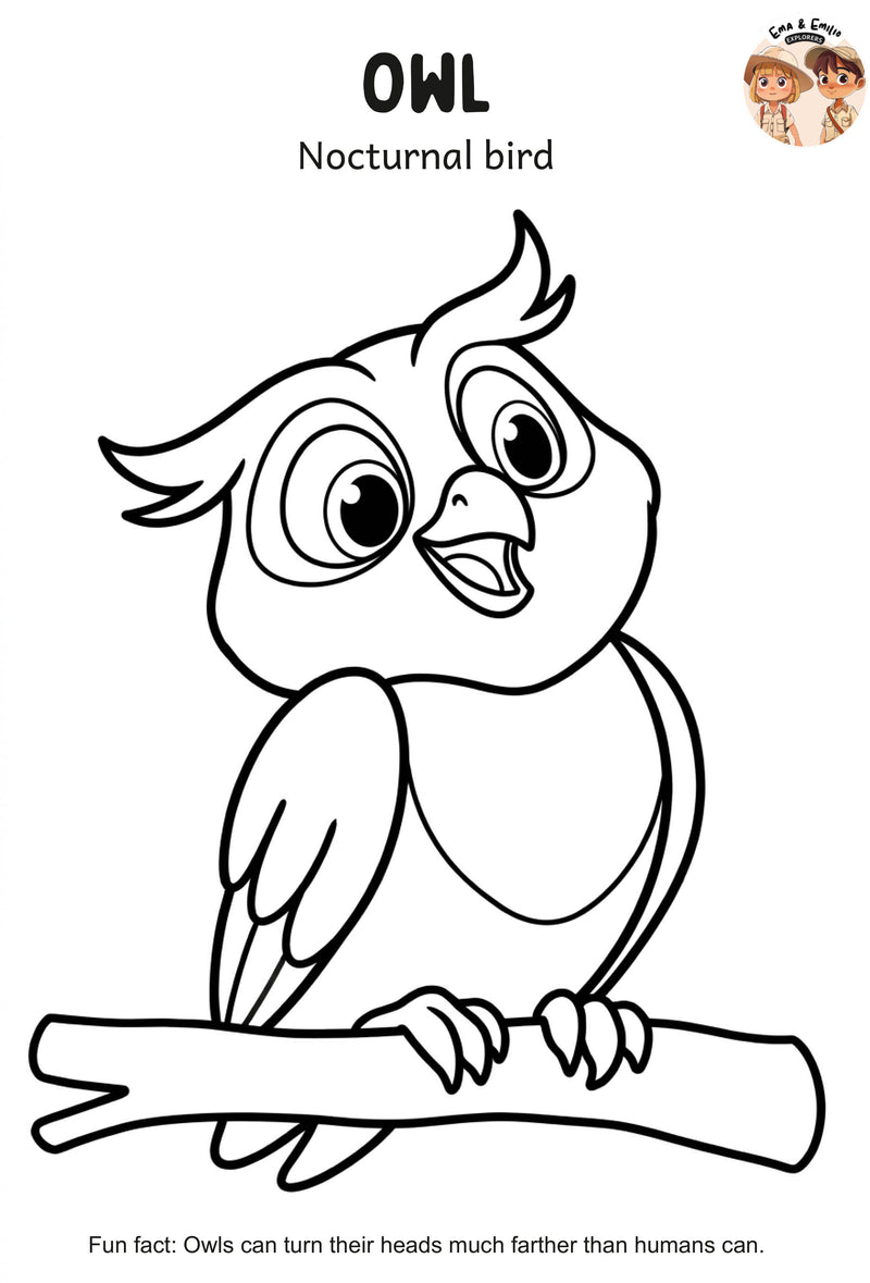 Owl